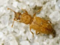 Monotoma quadrifoveolata