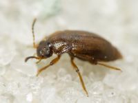 Anthobium atrocephalum