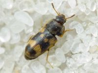 Litargus connexus