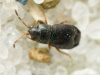 Plinthisus pusillus