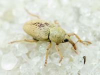 Tychius