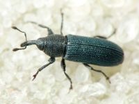 Mecinus janthinus