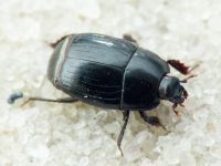 Eblisia minor
