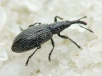 Stenopterapion (Stenopterapion) tenue