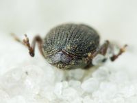 Glocianus distinctus