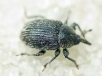 Rhinusa tetra