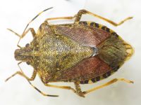 Halyomorpha halys
