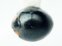 Coccinellidae