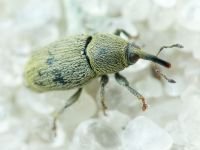 Sibinia (Sibinia) subelliptica