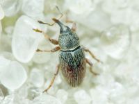 Tychius