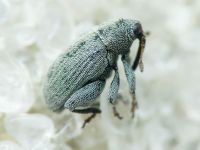 Pseudorchestes pratensis