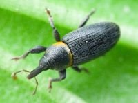 Mecinus collaris