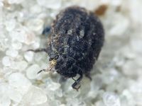 Odontoscelis (Obscuromorpha) hispidula