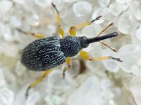 Pseudapion fulvirostre