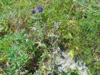 Echinops ruthenicus