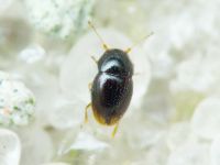 Ptiliidae