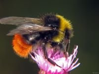 Apidae
