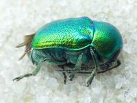Cryptocephalus