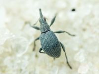 Hemitrichapion pavidum