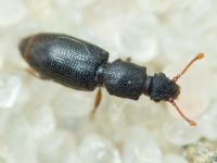 Monotoma gotzi