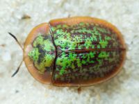 Cassida (Lordiconia) canaliculata