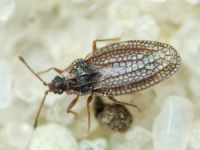 Campylosteira verna