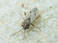 Nysius ericae