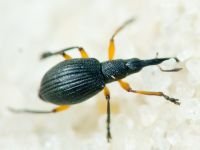 Apioninae