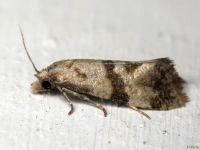 Phalonidia manniana