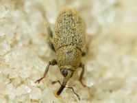 Sibinia (Sibinia) unicolor