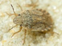 Sciocoris macrocephalus