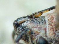 Ortholomus punctipennis