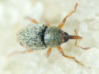 Curculionidae