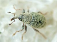 Sibinia (Sibinia) unicolor