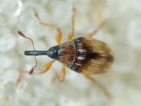 Nanophyinae