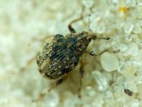 Rhinoncus bruchoides