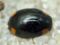 Hyperaspis reppensis