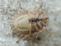 Menaccarus (Oploscelis) arenicola