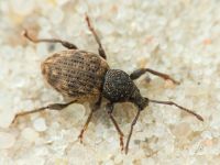 Otiorhynchus raucus