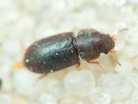 Ciidae