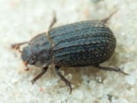 Trogidae
