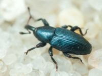 Aulacobaris lepidii