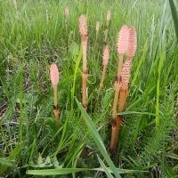 Equisetum arvense