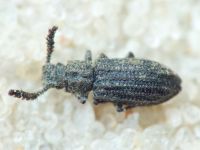 Orthocerus clavicornis