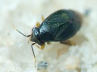 Chlamydatus pullus