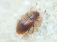 Nitidulidae