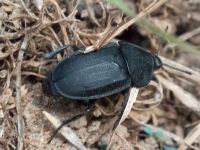 Silphidae