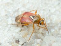 Miridae