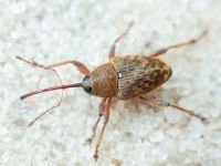 Curculio (Curculio) glandium