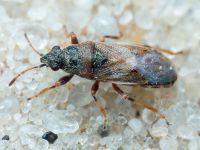 Heterogaster artemisiae